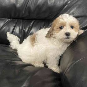 Shih-chon (Teddy Bear)