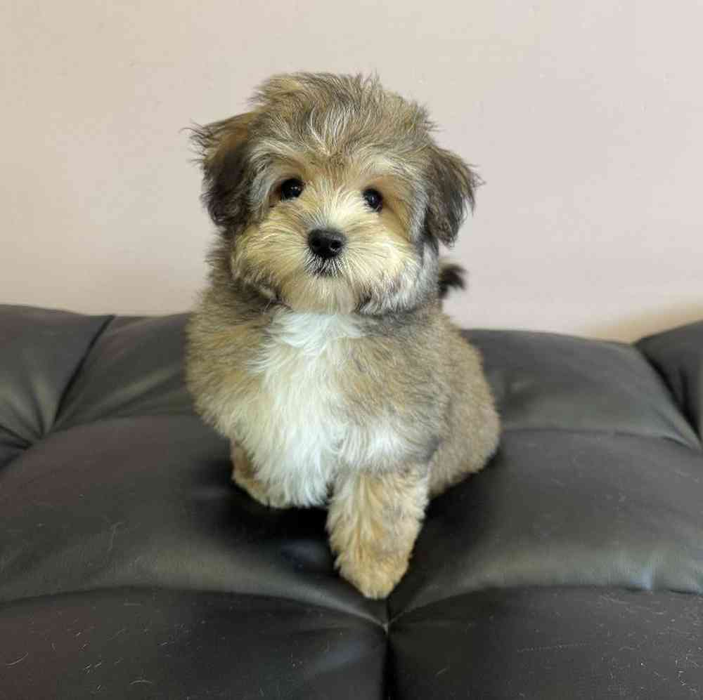 Image of a pet breed in the gallery