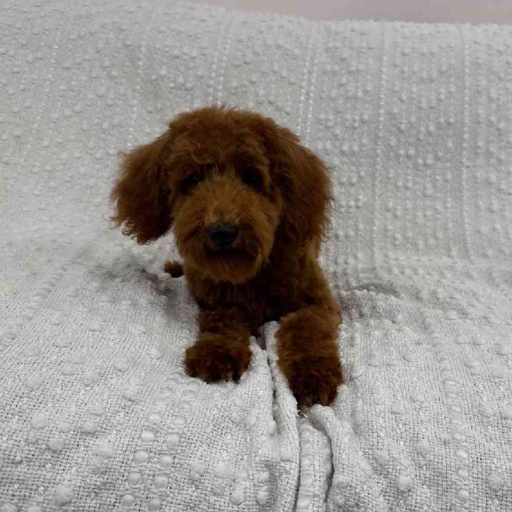 Image of a pet breed in the gallery