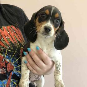 Beagle