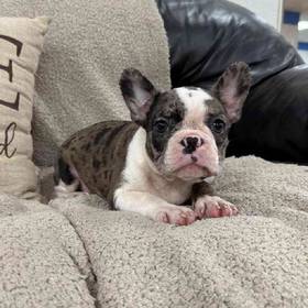 Frenchton