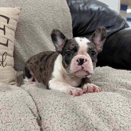 Frenchton