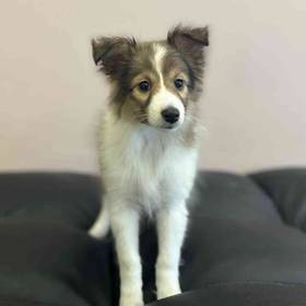 Sheltie