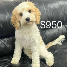 Cavachon