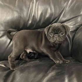 Pug