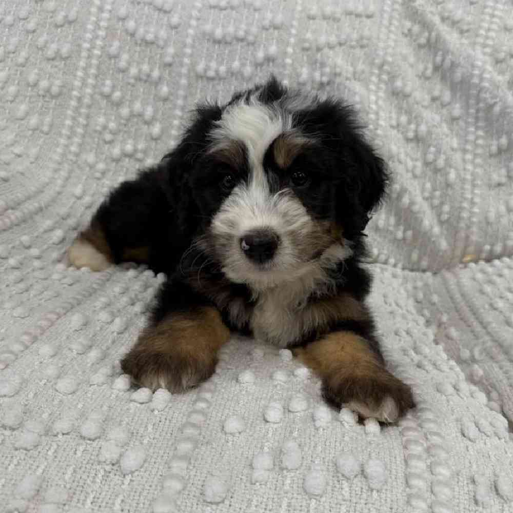 Image of a pet breed in the gallery