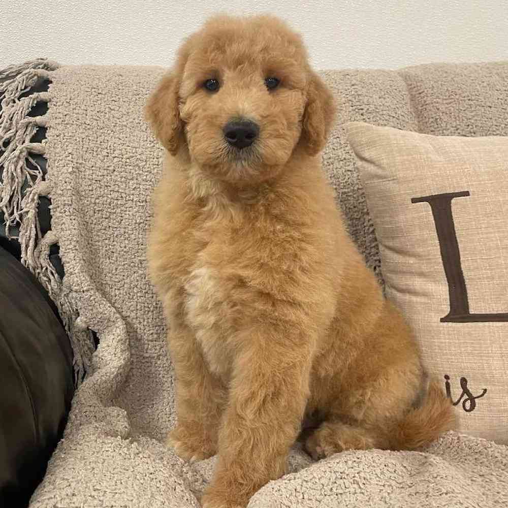 Image of a pet breed in the gallery