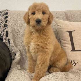 Goldendoodle