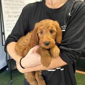 Mini Goldendoodle