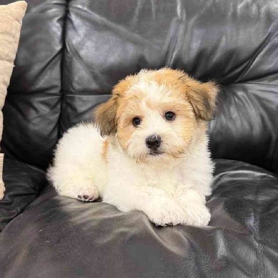 Havanese