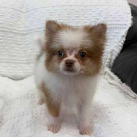 Pomeranian