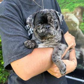 Pug