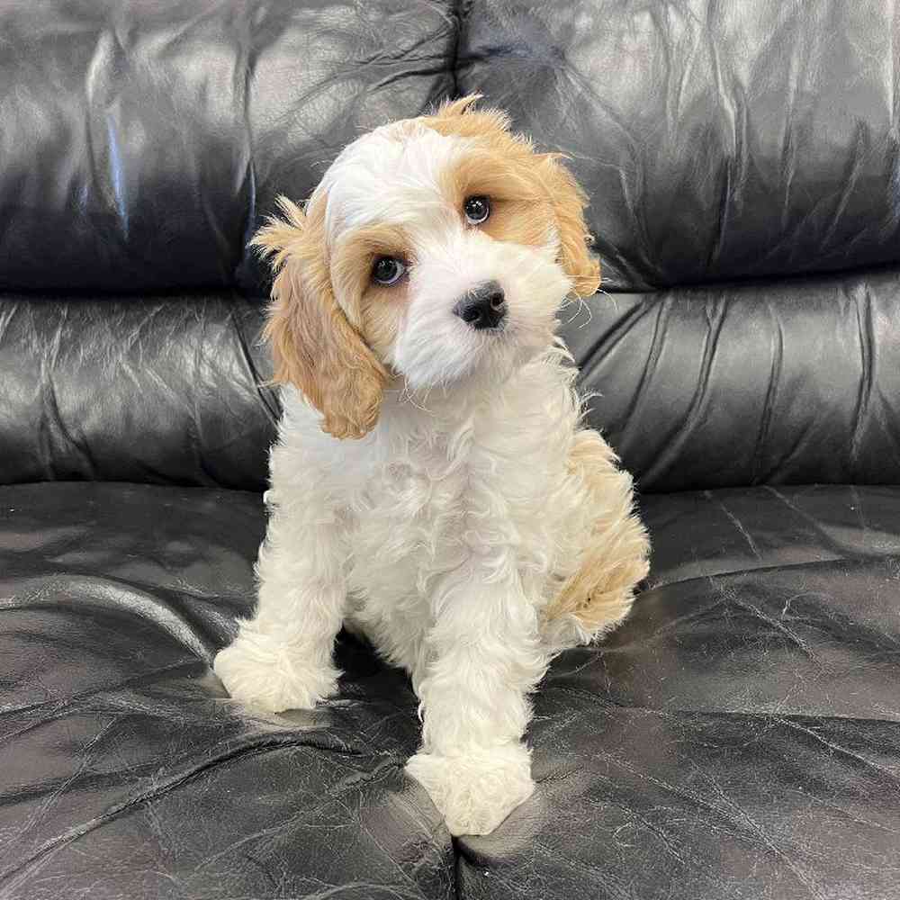 Female Cavachon Puppy for Sale in Scituate, RI