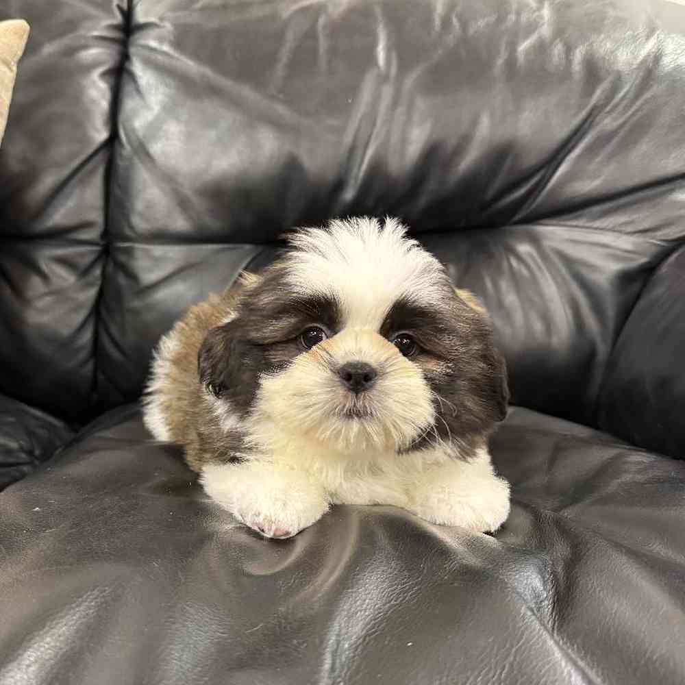 carousel pet images