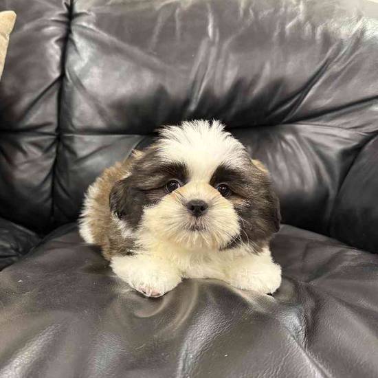 Shih Tzu