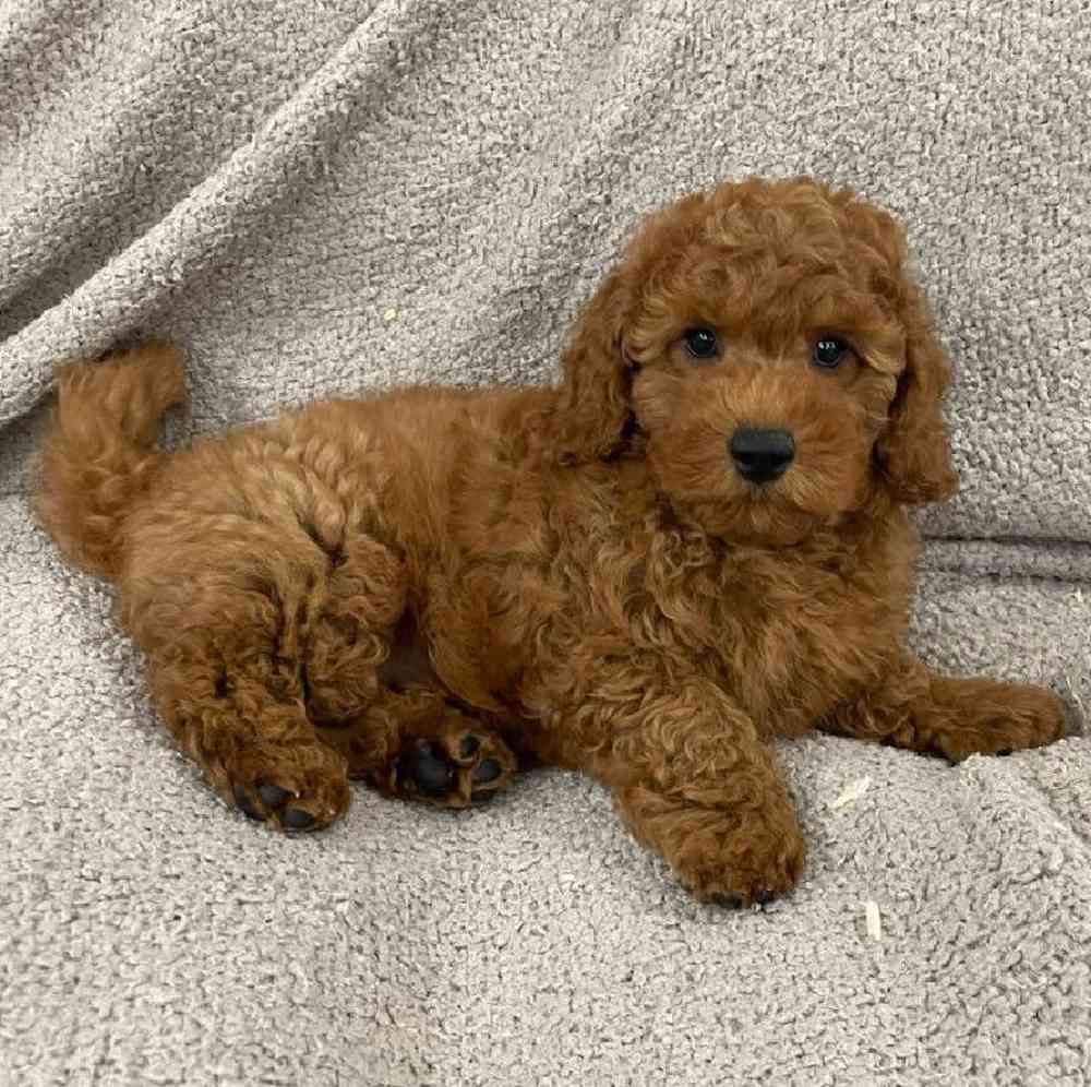 Image of a pet breed in the gallery