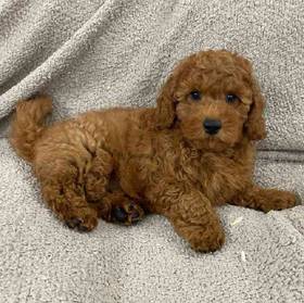 Cavapoo
