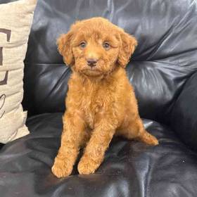Mini Goldendoodle