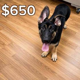 German Shepherd
