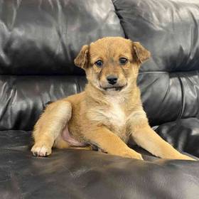 Mini Goldendoodle-Shiba Inu