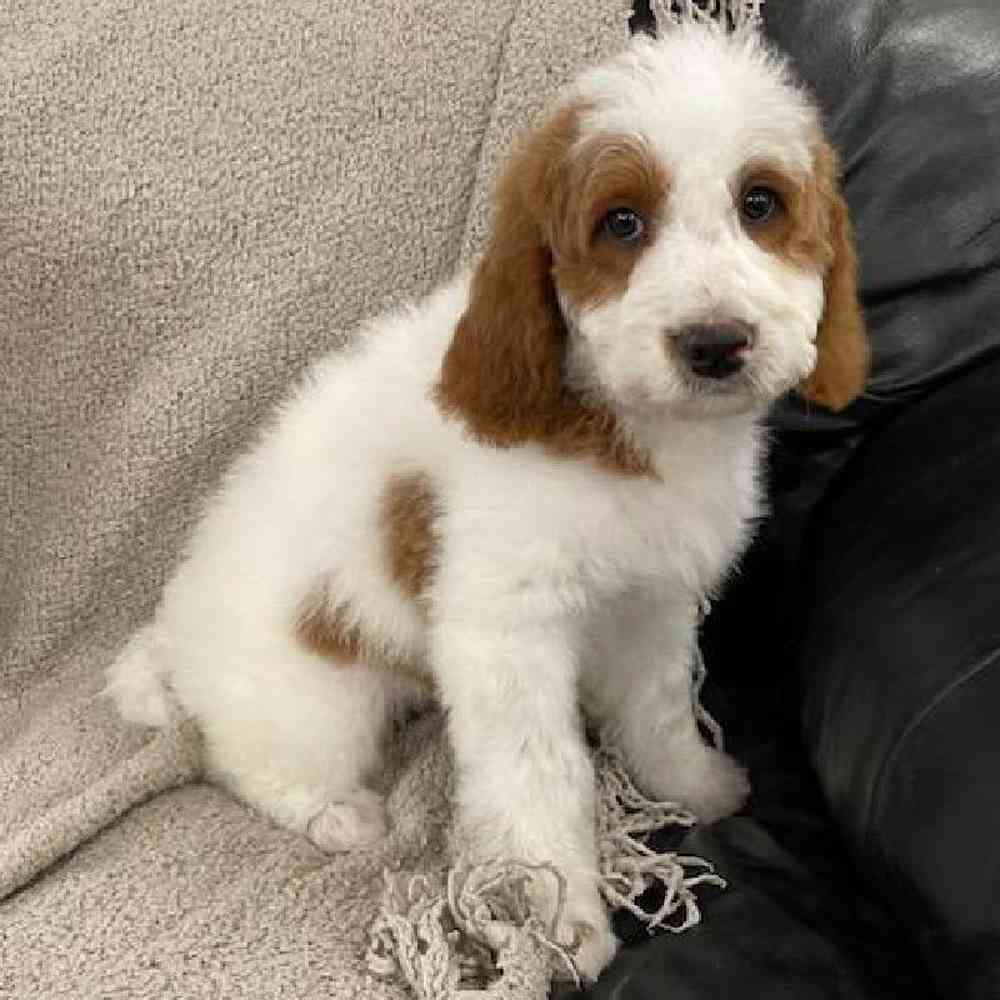 Image of a pet breed in the gallery