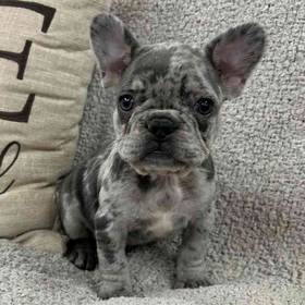 French Bulldog