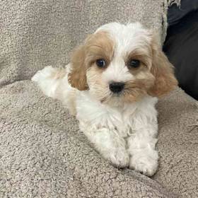 Cavachon