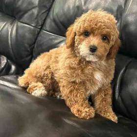 Mini Goldendoodle