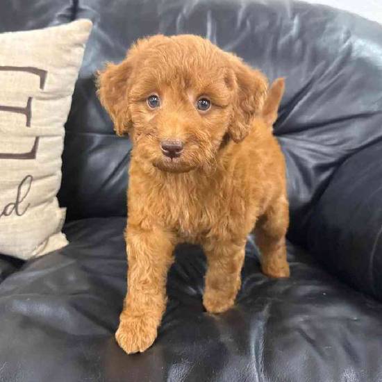 Mini Goldendoodle