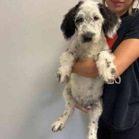 Aussiedoodle Mix