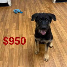 German Shepherd