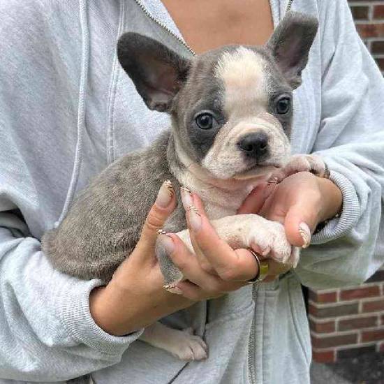 Frenchton