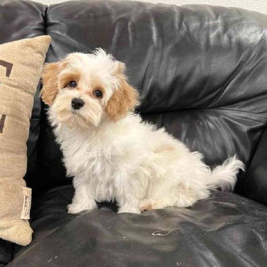 Maltipoo