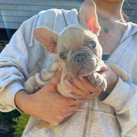 French Bulldog