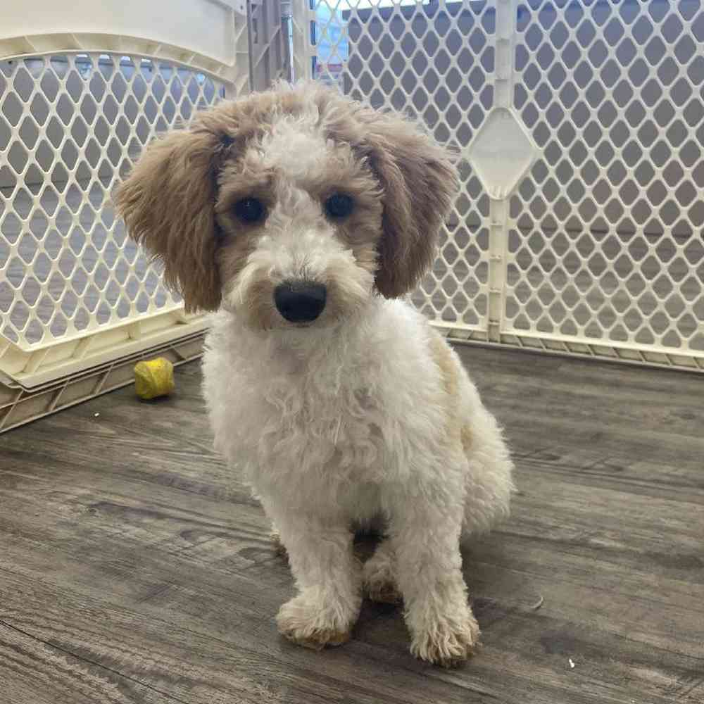 carousel pet images