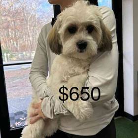 Shih-chon (Teddy Bear)