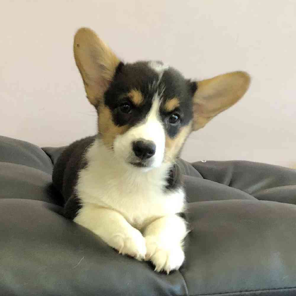 Image of a pet breed in the gallery
