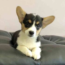Pembroke Welsh Corgi