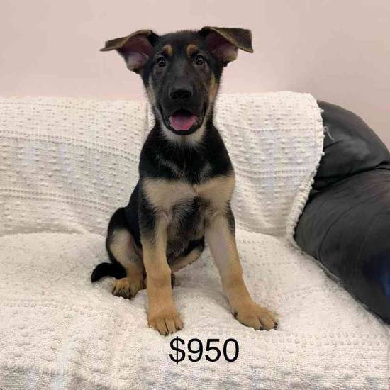 German Shepherd