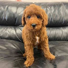 Mini Poodle