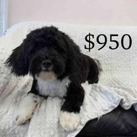 Shih-chon (Teddy Bear)