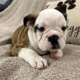 English Bulldog