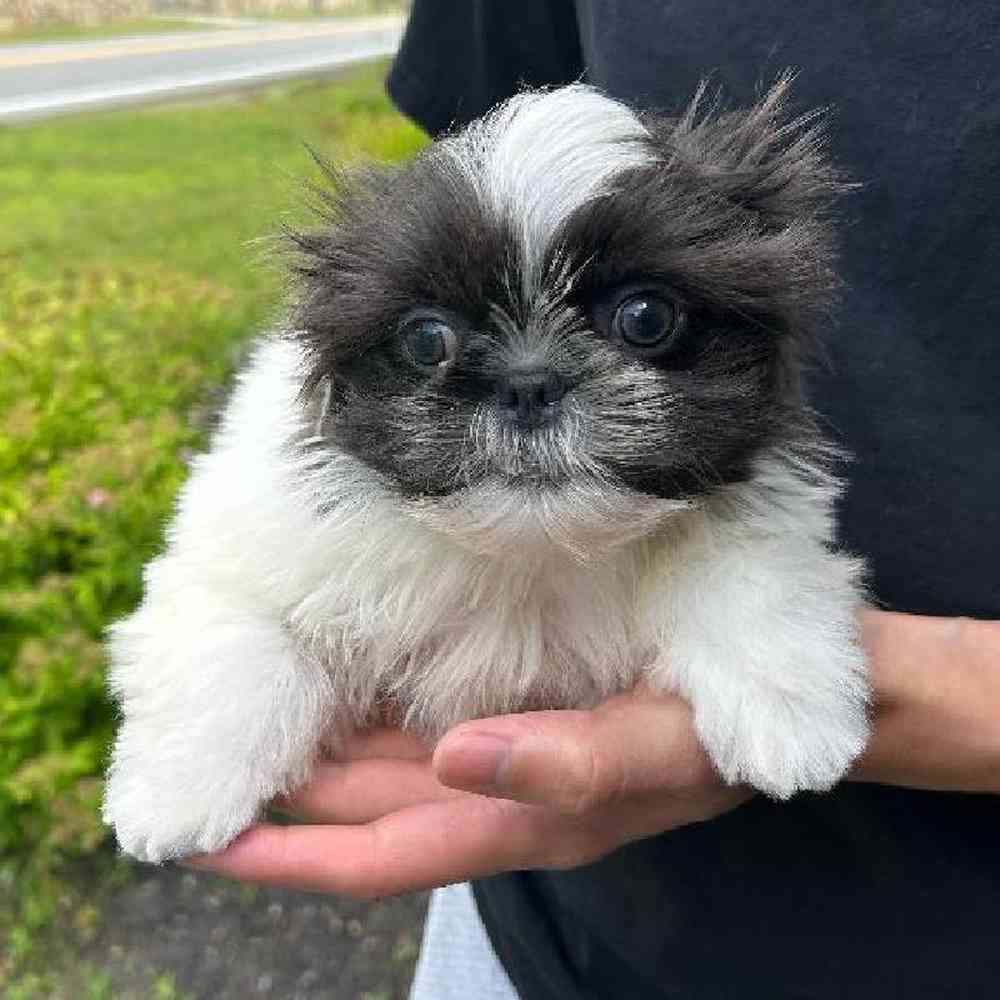 carousel pet images