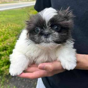 Shih Tzu