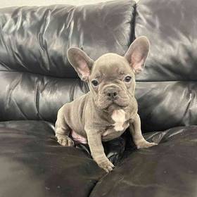 French Bulldog