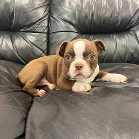 Boston Terrier