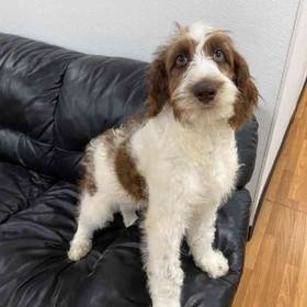 Aussiedoodle Mix