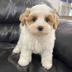 Maltipoo