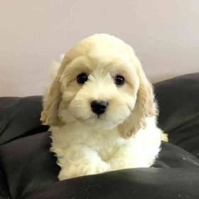 Cavachon
