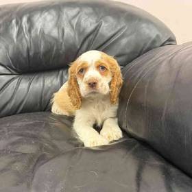 Cocker Spaniel